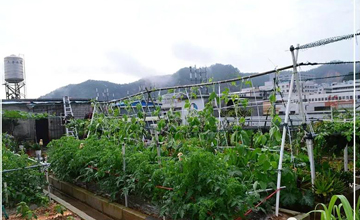 聽說了嗎，多米居然開始搞副業(yè)了？