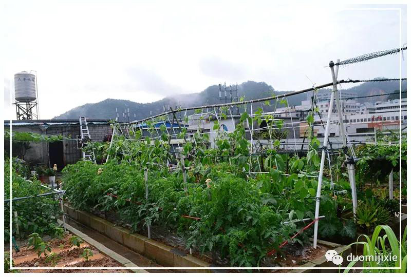 聽說了嗎，多米居然開始搞副業(yè)了？